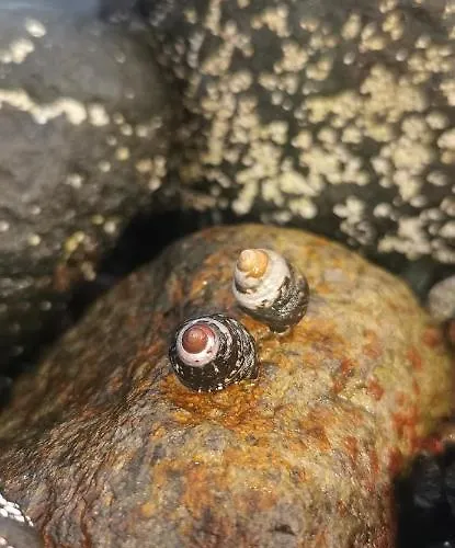 Casa Trasmallo Lejlighed *