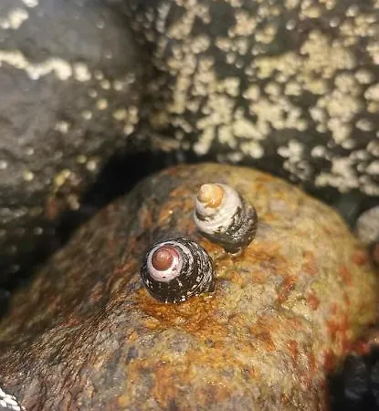 Casa Trasmallo Apartment *